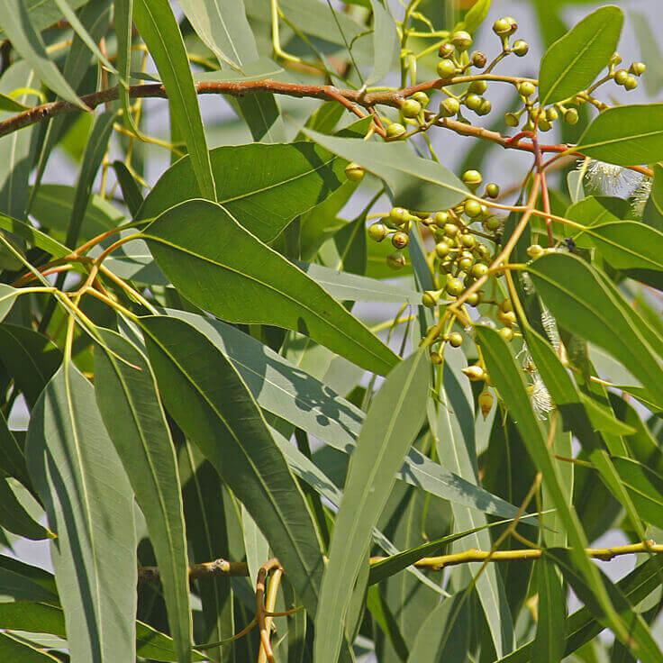 אקליפטוס, Eucalyptus​