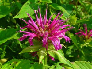 ברגמוט, Monarda Didyma​