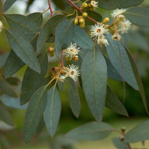 אקליפטוס רדיאטה, Radiata
